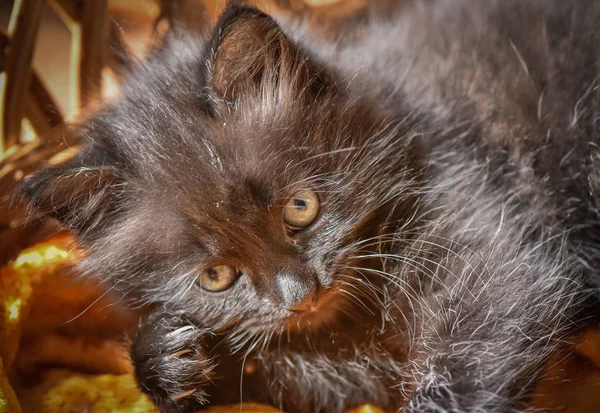 Porträt Eines Flauschigen Vollblutkätzchens — Stockfoto