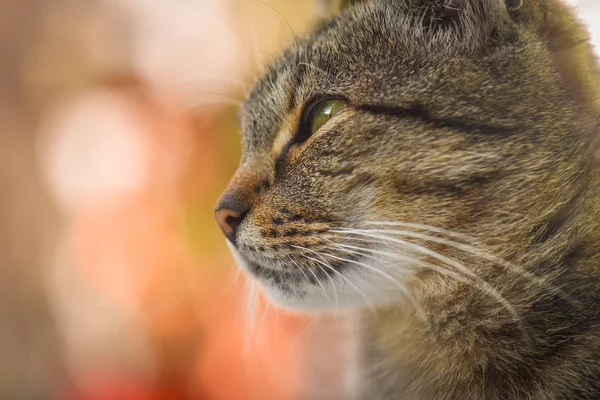 ふわふわサラブレッド猫の肖像 — ストック写真