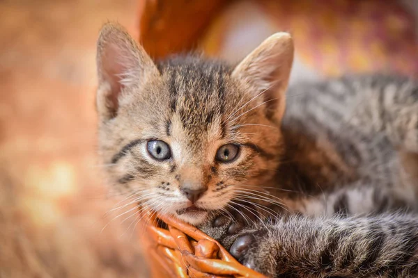 Porträtt Fluffigt Fullblods Kattunge — Stockfoto