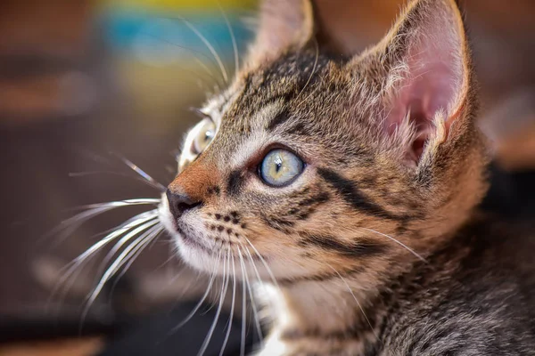 Portret Van Een Pluizig Volbloed Kitten — Stockfoto