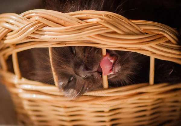 Portret Van Een Pluizig Volbloed Kitten — Stockfoto