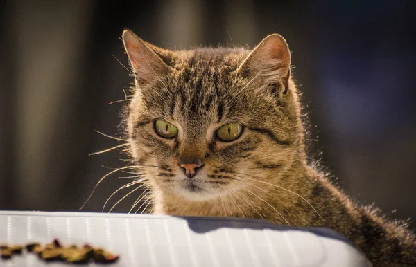 Kabarık bir safkan kedi portresi