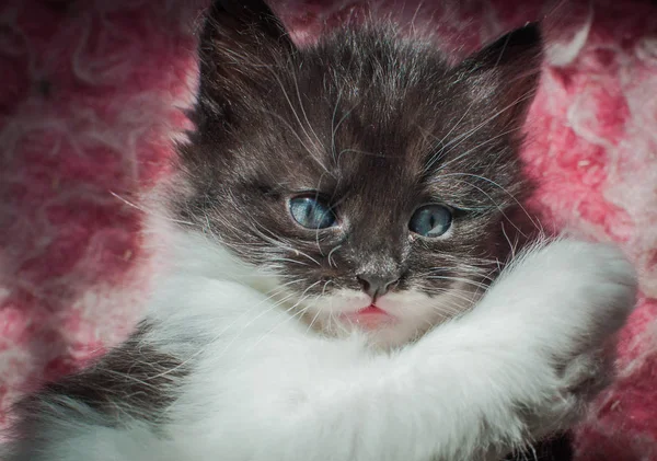 Portrait Fluffy Thoroughbred Kitten — Stock Photo, Image