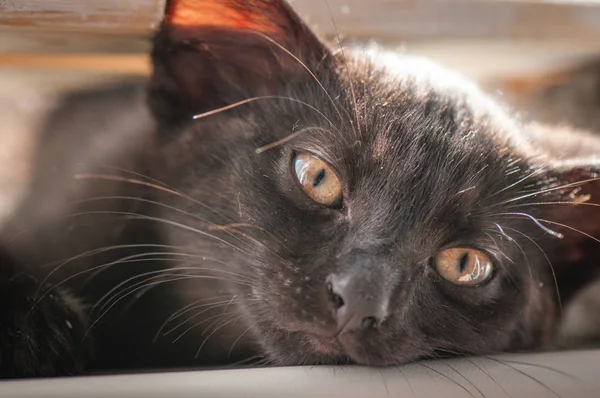 Retrato Gatinho Puro Sangue Fofo — Fotografia de Stock