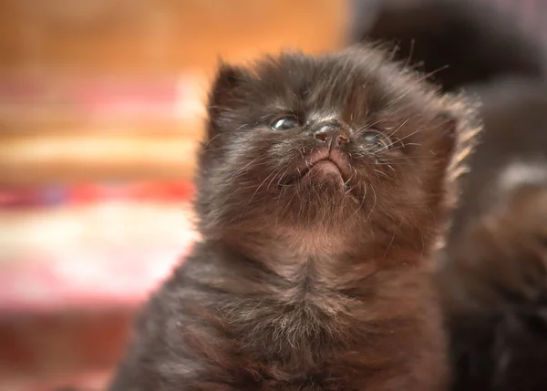 Portrait Fluffy Thoroughbred Kitten — Stock Photo, Image