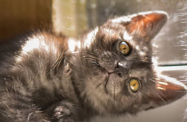 Portrait Fluffy Thoroughbred Kitten — Stock Photo, Image