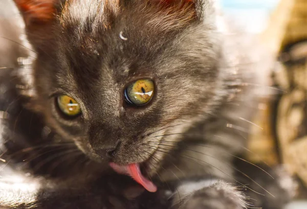 Portrait Fluffy Thoroughbred Kitten — Stock Photo, Image