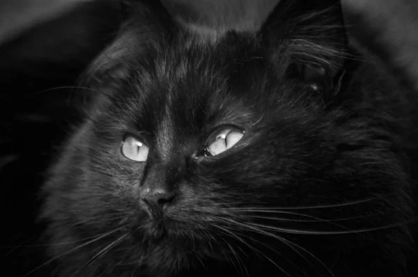 Retrato Gato Puro Sangue Fofo — Fotografia de Stock