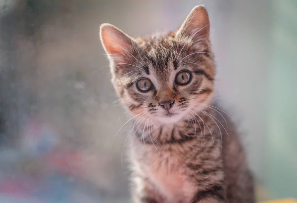 Portrait Fluffy Thoroughbred Kitten — Stock Photo, Image