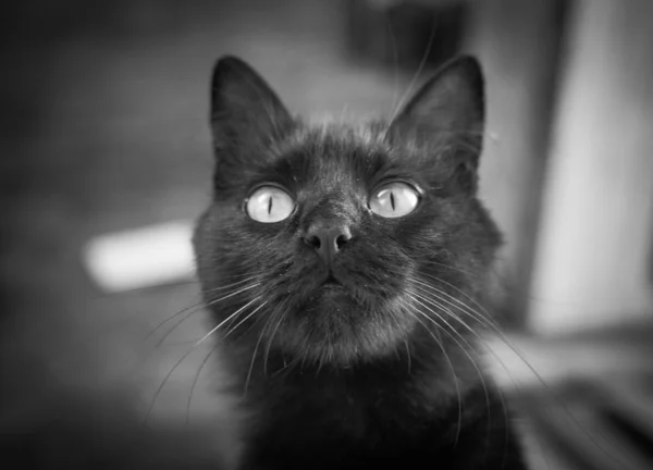蓬松纯种猫的肖像 — 图库照片