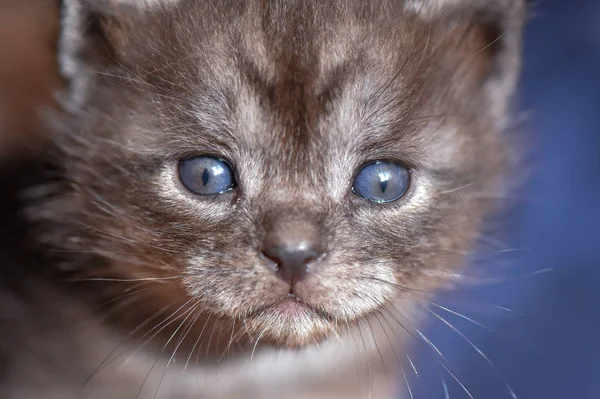 Kabarık Safkan Bir Kedi Yavrusu Portresi — Stok fotoğraf