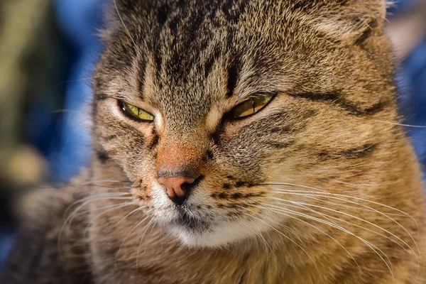 Porträt Einer Flauschigen Vollblutkatze — Stockfoto