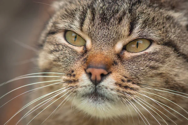 Porträt Einer Flauschigen Vollblutkatze — Stockfoto