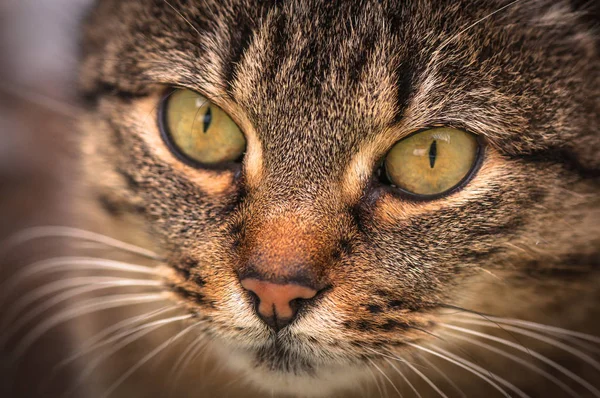 Portret Puszystego Kota Rasy Czystej — Zdjęcie stockowe