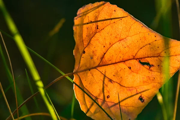 Jesienny Wieczór Kolorowe Krajobrazy — Zdjęcie stockowe