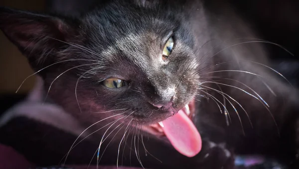 Портрет Пушистого Чистокровного Котенка — стоковое фото