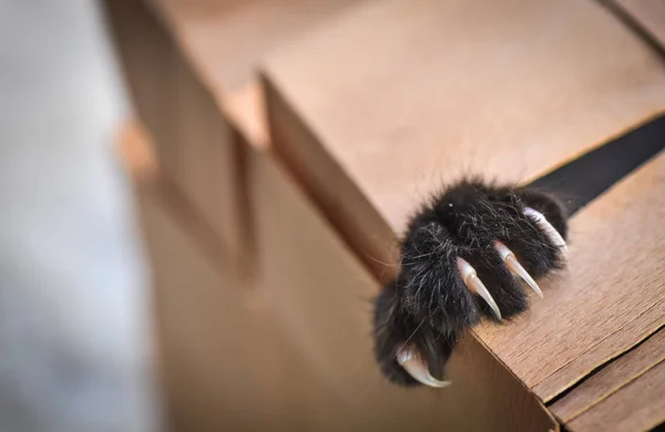 Portret Van Een Pluizig Volbloed Kitten — Stockfoto