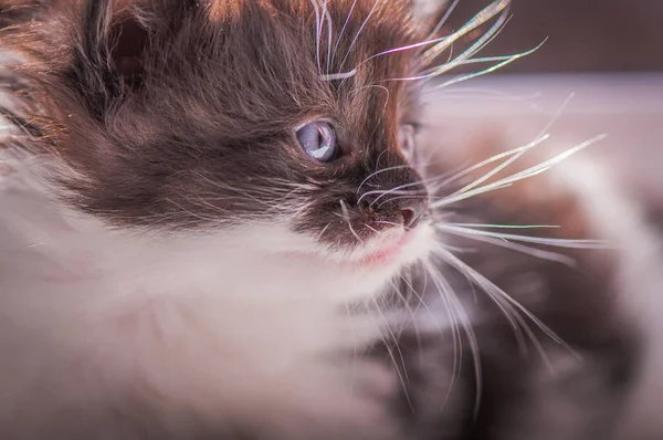 Retrato Gatinho Puro Sangue Fofo — Fotografia de Stock