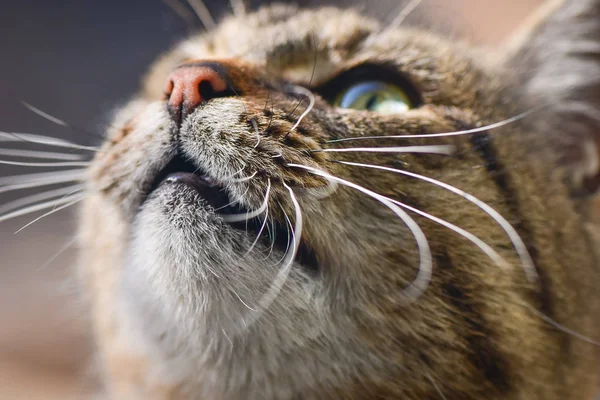 Портрет Пухнастого Чистокровного Кота — стокове фото
