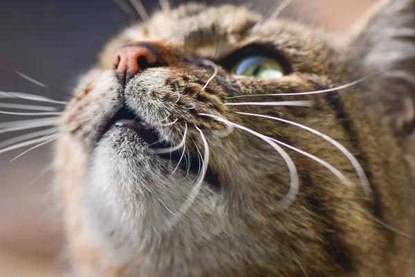 Portret Puszystego Kota Rasy Czystej — Zdjęcie stockowe