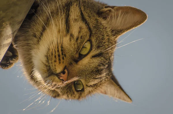 Portrait Fluffy Thoroughbred Cat — Stock Photo, Image