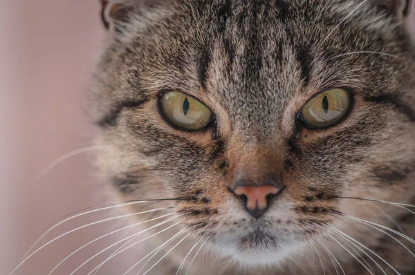 Portret Puszystego Kota Rasy Czystej — Zdjęcie stockowe