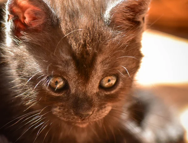 Porträt Eines Flauschigen Vollblutkätzchens — Stockfoto