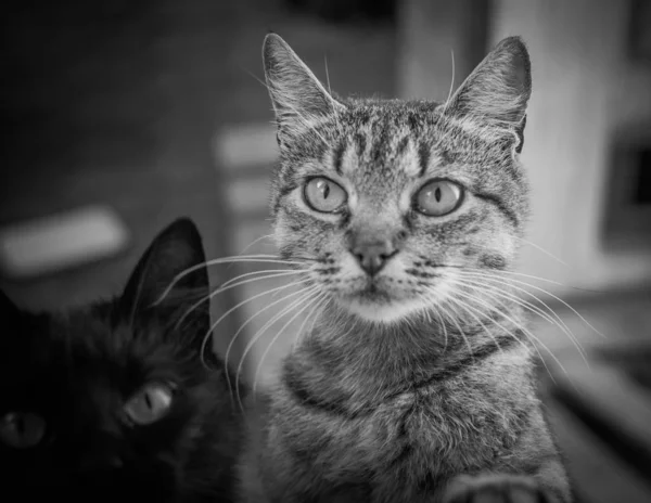 Portrét Načechrané Plnokrevné Kočky — Stock fotografie