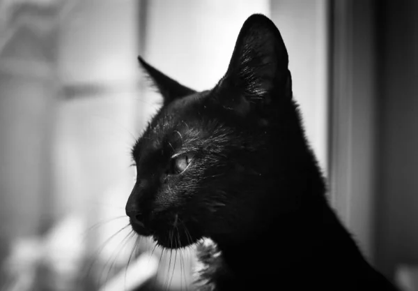 Portrait Fluffy Thoroughbred Kitten — Stock Photo, Image