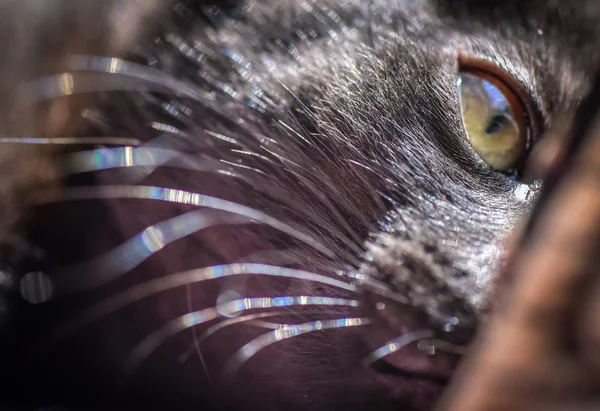 Portrait Fluffy Thoroughbred Kitten — Stock Photo, Image