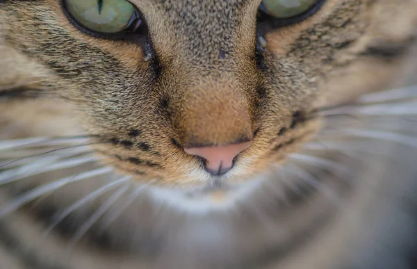 Portret Puszystego Kota Rasy Czystej — Zdjęcie stockowe