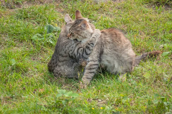 Porträt Einer Flauschigen Vollblutkatze — Stockfoto