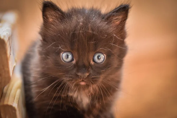Portrét Načechrané Plnokrevné Kočičko — Stock fotografie