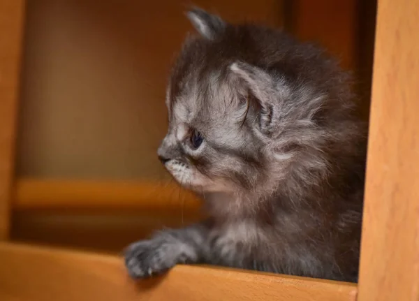 Portrait Fluffy Thoroughbred Kitten — Stock Photo, Image