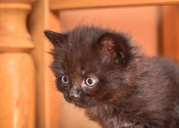 Portrait Fluffy Thoroughbred Kitten — Stock Photo, Image