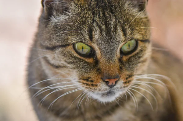 Porträt Einer Flauschigen Vollblutkatze — Stockfoto