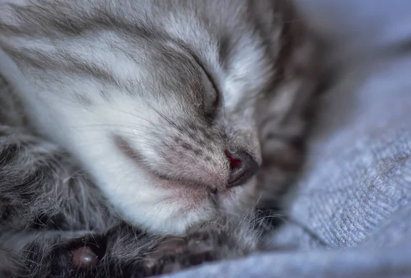 Portrait Fluffy Thoroughbred Kitten — Stock Photo, Image