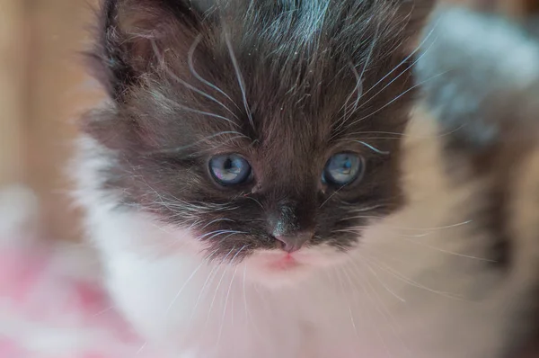 Retrato Gatinho Puro Sangue Fofo — Fotografia de Stock