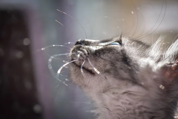 Portret Van Een Pluizig Volbloed Kitten — Stockfoto