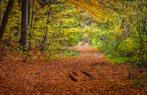 Jesienny Wieczór Kolorowe Krajobrazy — Zdjęcie stockowe
