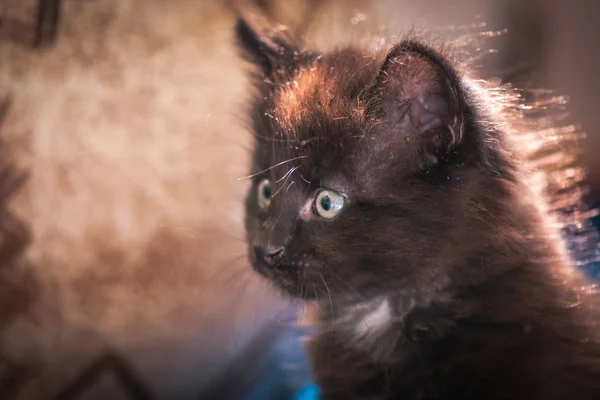 Retrato Gatinho Puro Sangue Fofo — Fotografia de Stock