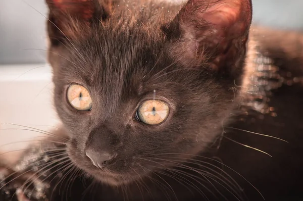 Portrait Fluffy Thoroughbred Kitten — Stock Photo, Image