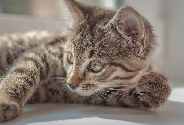 Portrait Fluffy Thoroughbred Kitten — Stock Photo, Image