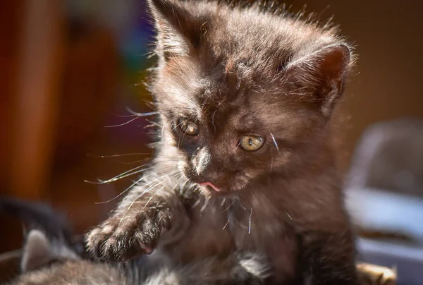 Portrait Fluffy Thoroughbred Kitten — Stock Photo, Image