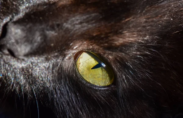 Retrato Gato Pura Sangre Mullido — Foto de Stock