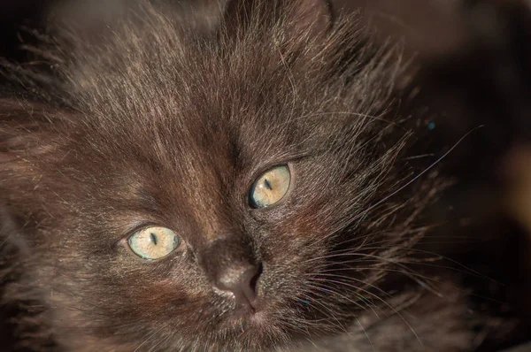 Portrait Fluffy Thoroughbred Kitten — Stock Photo, Image