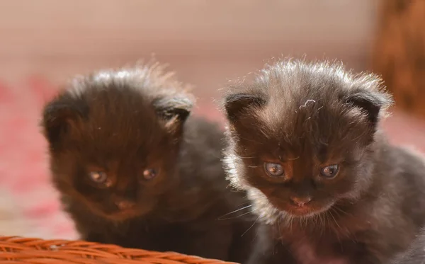 Portrait Fluffy Thoroughbred Kitten — Stock Photo, Image