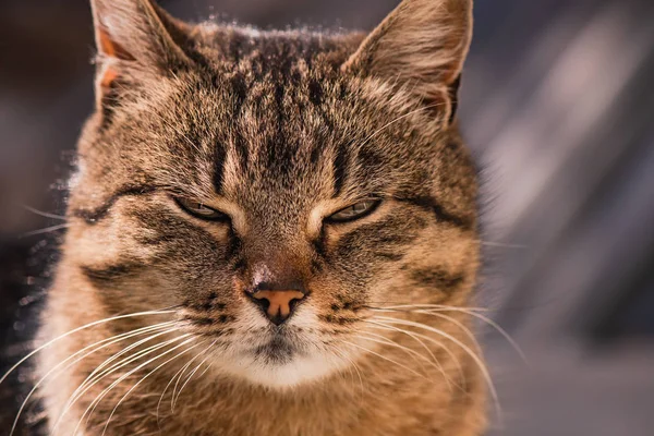 Porträt Einer Flauschigen Vollblutkatze — Stockfoto