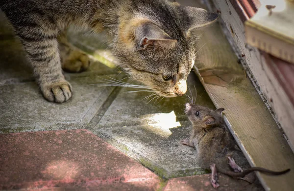 Kabarık Bir Safkan Kedi Portresi — Stok fotoğraf