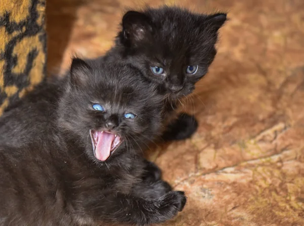 Porträt Eines Flauschigen Vollblutkätzchens — Stockfoto